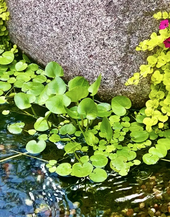 Frogbit.webp