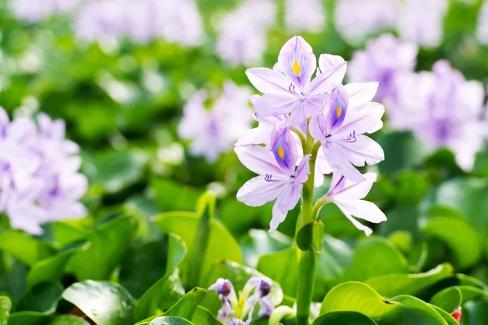Water-Hyacinth.webp