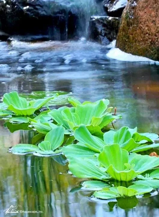 Water-Lettuce-4.webp