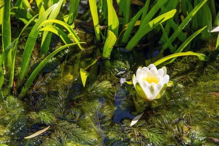Submerged-Pond-Plants-Adobe-720.webp