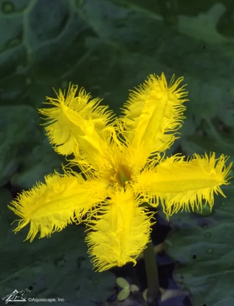 Yellow-Water-Snowflake.webp