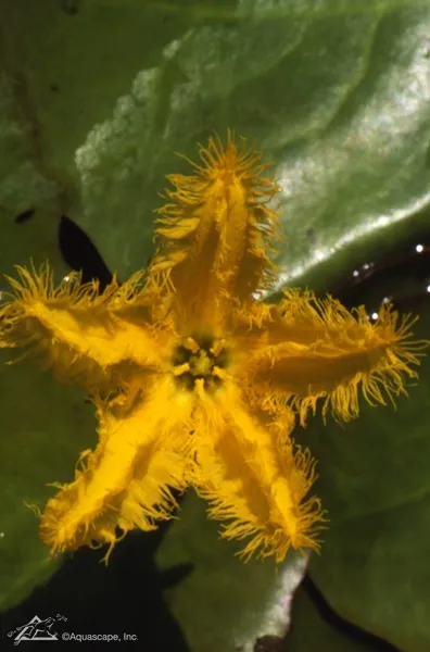 Orange-Water-Snowflake.webp
