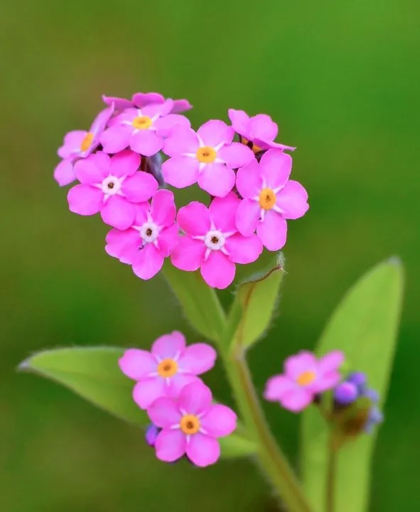 Pink-forget-me-not.webp