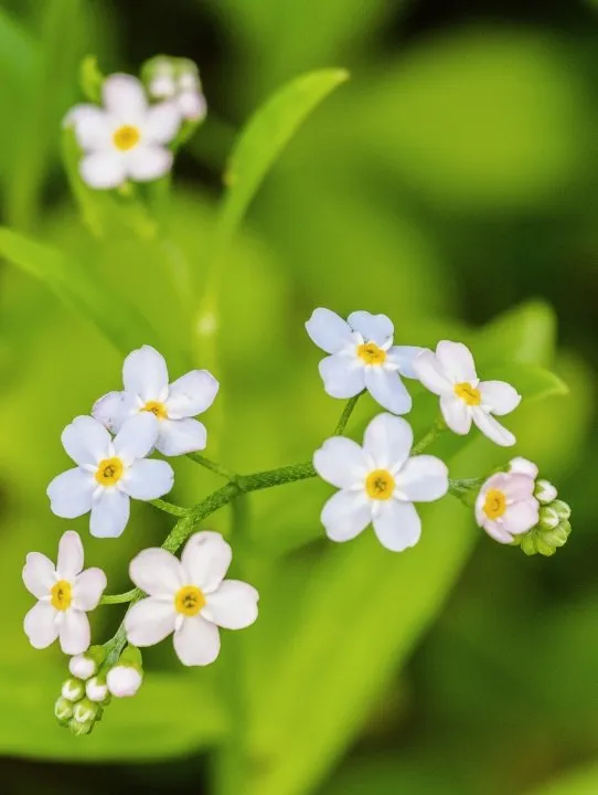 white-water-forget-me-not.webp