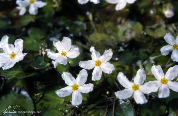 Water-Snowflake-1.webp