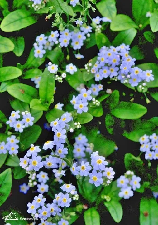 Forget-me-not-2.webp