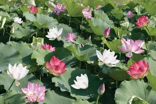 Nelumbo-Assorted-Lotus.webp