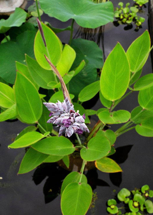 thalia-flower.jpg