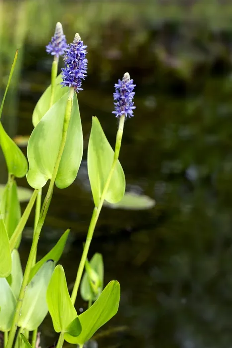 Pickerel-Weed.webp