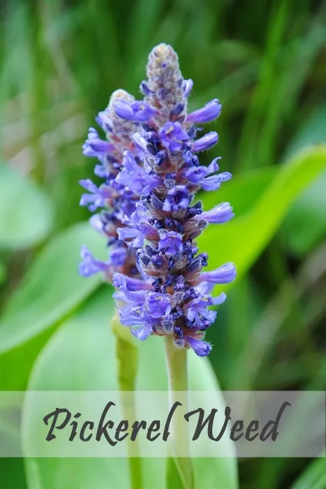 Purple-Pickerel-Weed.webp