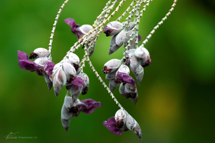 white-purple-thalia-flower.jpg