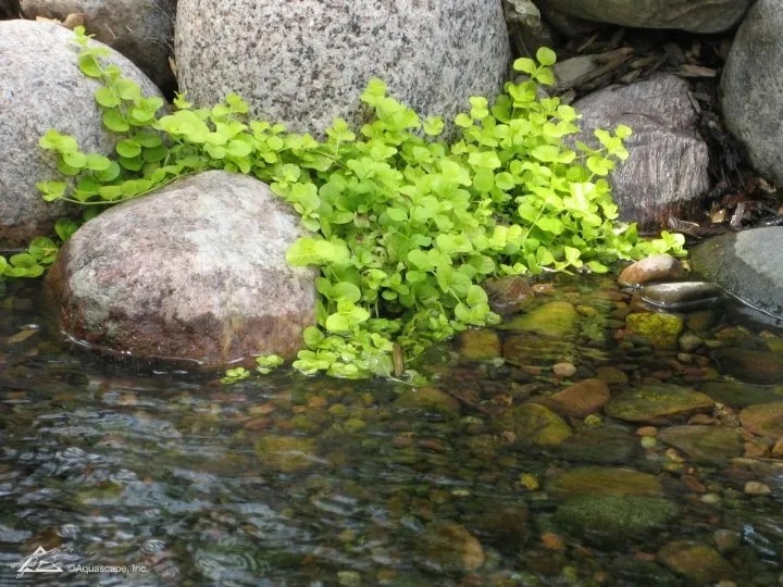 Lysmachia-Creeping-Jenny-720.webp